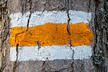 Forest trail sign on pine trunks in Latvian forests. Forest trail designation on pine trunks,...