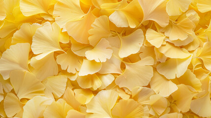 Ginkgo leaf yellow background, Close up - obrazy, fototapety, plakaty
