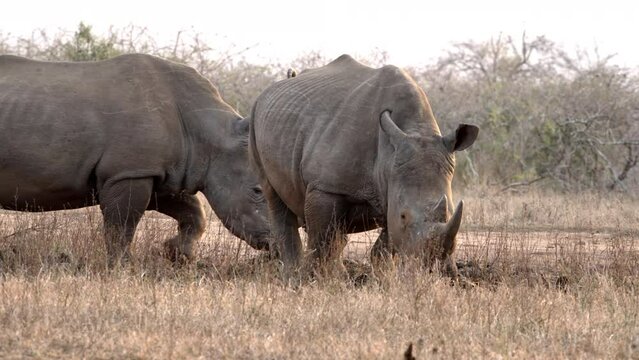 A white male rhino drops dung at a midden in the dry African bush.