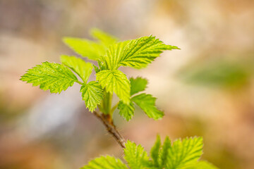 A raspberry bud, a green leaf, blossoms in the rays of the setting sun
