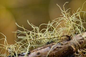peltigera aphthosa growing in the forest. peltigera aphthosa growing among moss. peltigera aphthosa close-up.