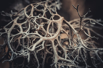 peltigera aphthosa growing in the forest. peltigera aphthosa growing among moss. peltigera aphthosa close-up.