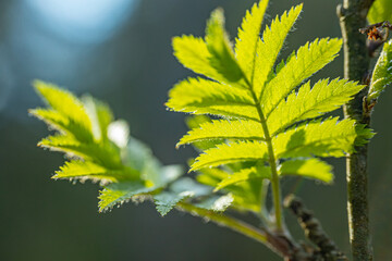 Green spring leaves of mountain ash
