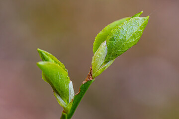 Blueberry buds bud green leaves in sunset rays.