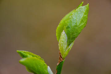 Blueberry buds bud green leaves in sunset rays.