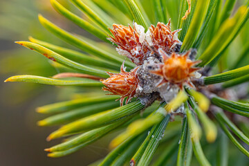 Pine bud green needle blooms in the sunset rays