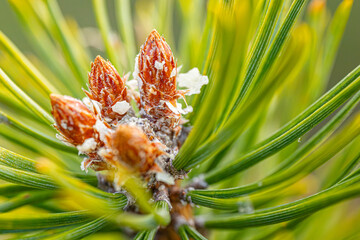 Pine bud green needle blooms in the sunset rays