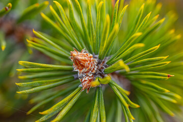 Naklejka na ściany i meble Pine bud green needle blooms in the sunset rays