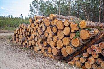 Cutting a pine forest, a pile of trees on the side of the road