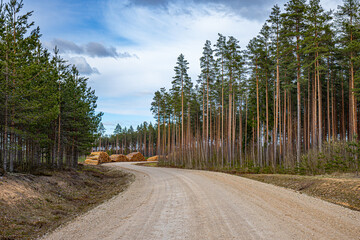 Cutting a pine forest, a pile of trees on the side of the road