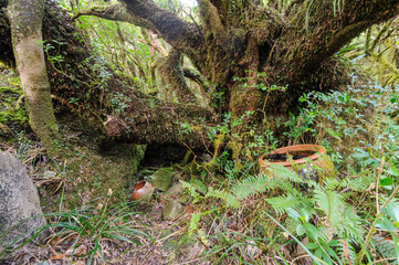 標高854mの八丈島最高峰、八丈富士の登山トレッキング。
八丈富士の山頂は大きなカルデラになっている。
ジャングルになっているカルデラ内部に降りてゆくことも可能。
中央には聖地の浅間神社があり、巨大なご神木や古びた鳥居、願掛けの岩などが置かれている。
願掛けは八丈島特有の海岸の丸石を広い、願いと名前を記入。山頂の社まで運ぶというもの。

航路の終点、太平洋の大きな孤島、八丈島。
東京都伊豆諸島。
