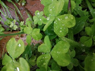 水玉