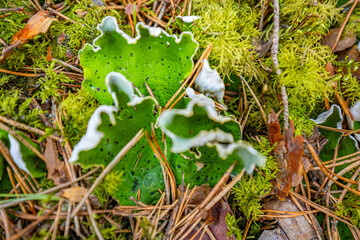 peltigera aphthosa growing in the forest. peltigera aphthosa growing among moss. peltigera aphthosa close-up.