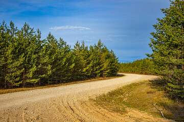 Gravel road of the Pine Forest Trail, tourism in the forests of Latvia