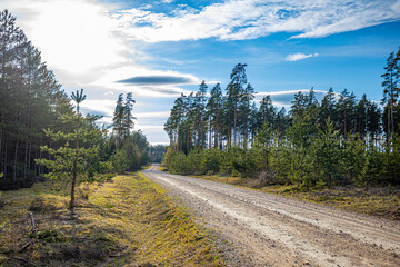 Gravel road of the Pine Forest Trail, tourism in the forests of Latvia