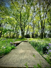 新緑の美しいキャンプ場