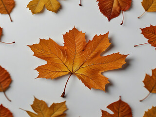 A single orange autumn leaf is falling on a white background The leaf is backlit so the veins are clearly visible
