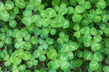 A three-leaf clover whose flower language means happiness. shamrock, Trifolium repens