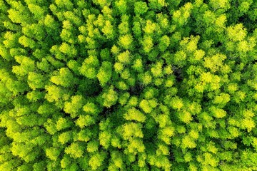 Aerial view green trees forest