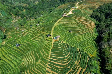 Aerial view tea plantation chiang mai thailand