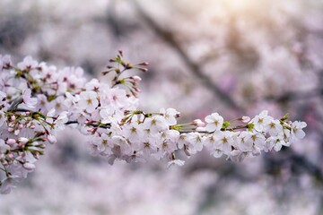 Beautiful cherry blossom spring spring background