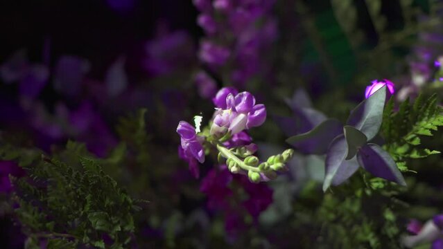 Bouquet of natural purple flower used for event decoration antirrhinum australe rothm. Close up. Slow motion 100 fps
