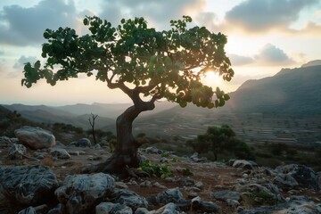 a tree on Socotra island