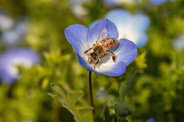 Blue Nemophila flowers and a bee sucking nectar in the garden , Shikoku, Japan