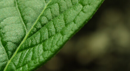 Macro photo green leaf photo. Selective focus with narrow depth of field. Space for copy-paste behind close-up texture of leaf.