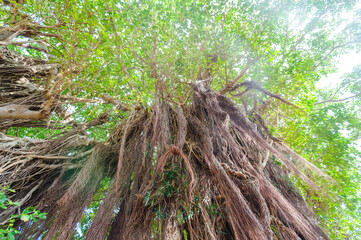 A huge banyan tree grows at the school gate.

Hachijojima, a large isolated island in the Pacific...