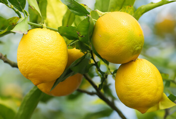 lemon tree with fruits