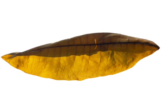 png close up of leaf on the tree. botany of tree in spring. flora macro close up. blooming of tree. herb in garden. botany beauty. nature plant. Leaves are blooming. green forest landscape art. light 