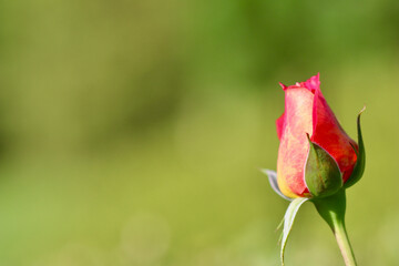 Beautiful red yellow rose bud on a green background in the garden. Ideal for greeting cards