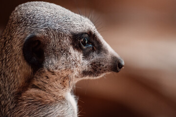 Close-up of a meerkat, its fur details and vigilant eyes speak volumes of its sentinel life