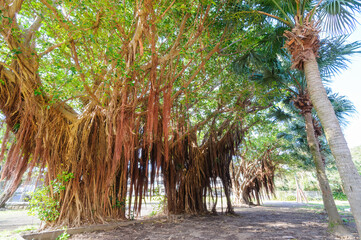 A huge banyan tree grows at the school gate.

Hachijojima, a large isolated island in the Pacific Ocean at the end of the route.
Izu Islands, Tokyo. Japan,
Photo Taken 2020.
