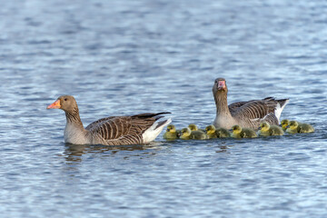 Parents Greylag Goose (Anser anser) out with their young goslings at sunset. Gelderland in the Netherlands.           