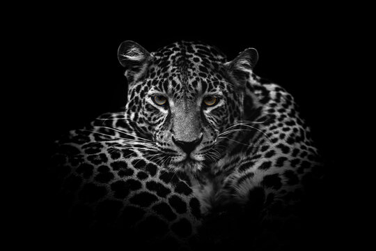 Close up black and white adult leopard portrait. Animal on dark background