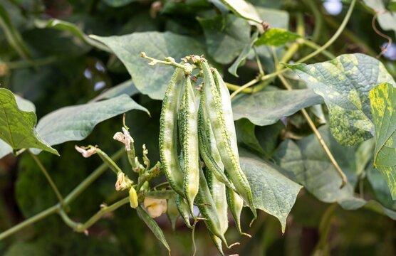 Lablab Bean or Hyacinth Bean on Its Plant, Also Known as Indian Bean or Sem Bean