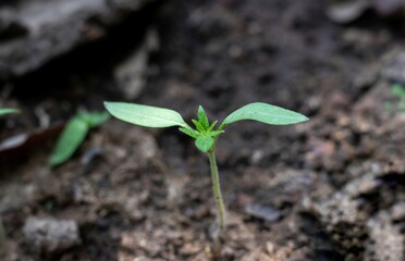 Macro of Young Tomato Plant Sapling in an Agricultural Land