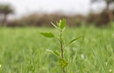White Goosefoot or Bhatua Plant in an Agricultural Field with Selective Focus and Copy Space, Also Known as Wild Spinach or Fat Hen