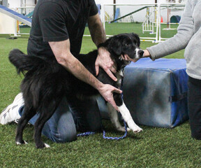 Border collie getting shoulder adjusted by chiropractor
