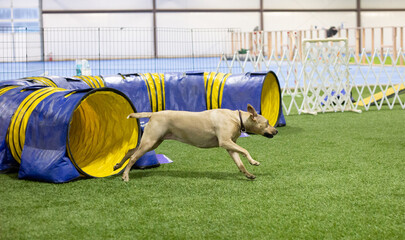 dog running from tunnel