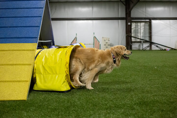 Golden retriever running through tunnel