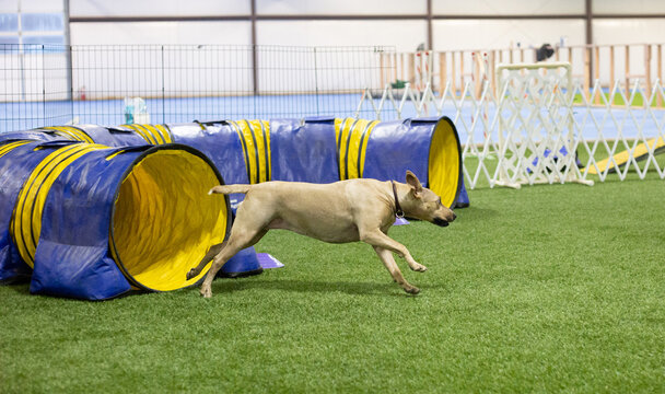 dog running from tunnel