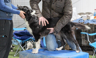 Border collie getting chiropractic adjustment