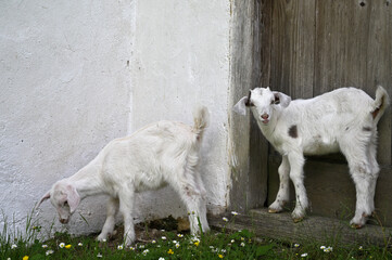 baby goats white furry animals farm