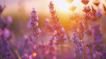 As the sun sets over the lavender fields indulge in a peaceful moment to yourself letting the...