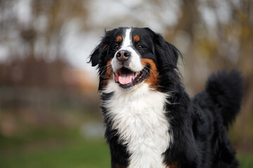 close up portrait of a happy bernese mountain dog standing outdoors in the park