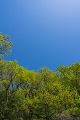 新緑　青空