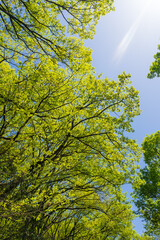 新緑　光芒